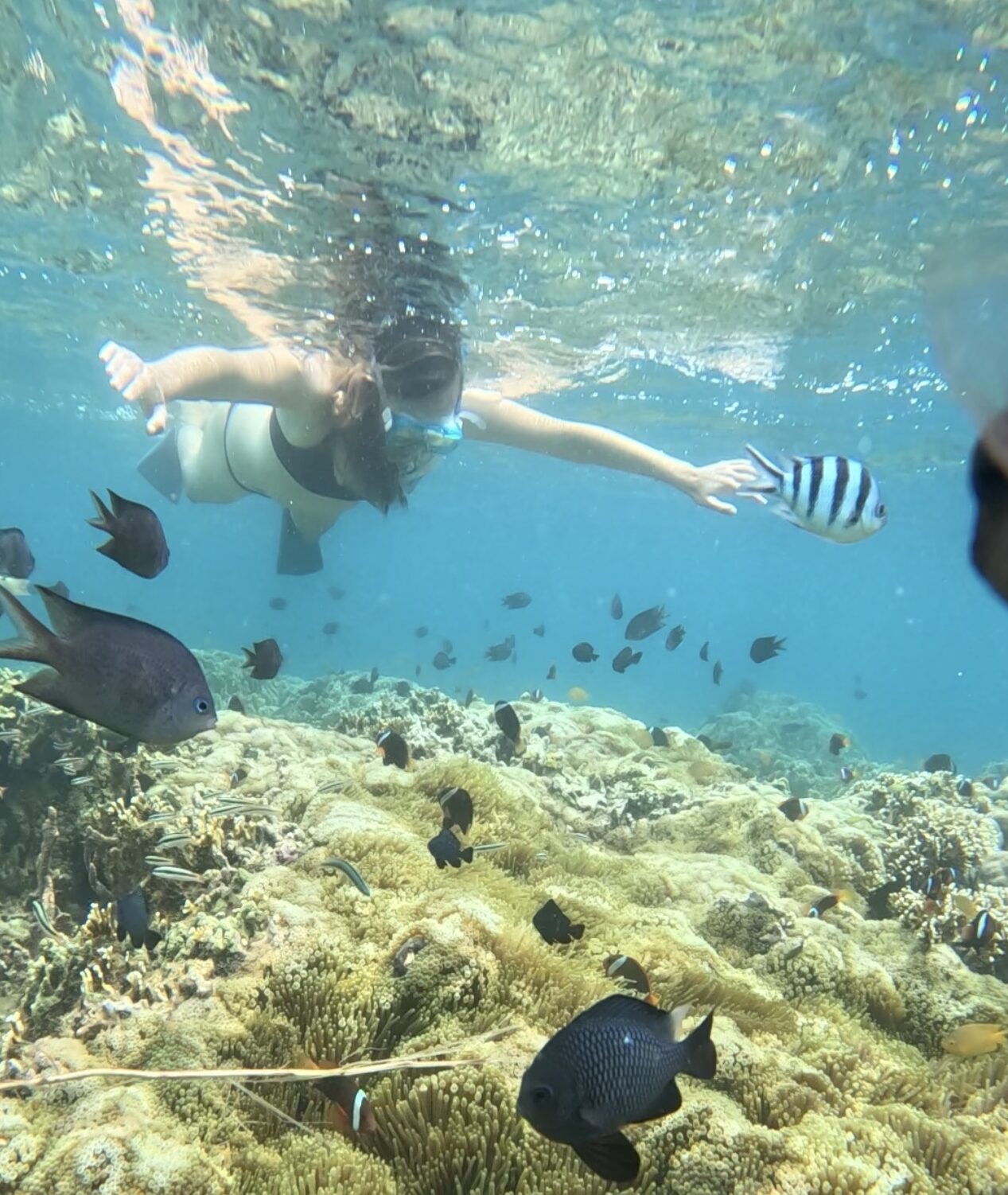 Beyond the Tourist Crowds: Discover Lombok’s Hidden Snorkeling Paradise Beyond the Tourist Crowds: Discover Lombok’s Hidden Snorkeling Paradise